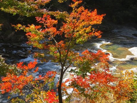 きれいに紅葉