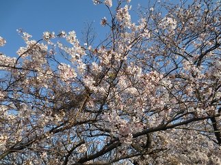 桜満開