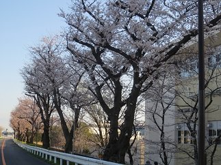 篠高桜並木