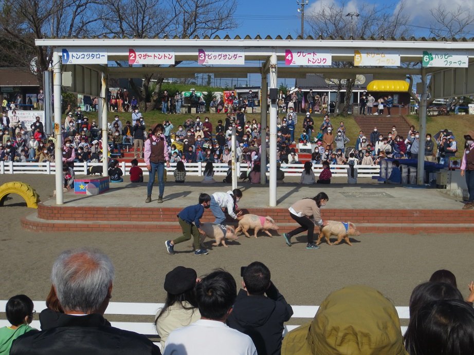 こぶたレース