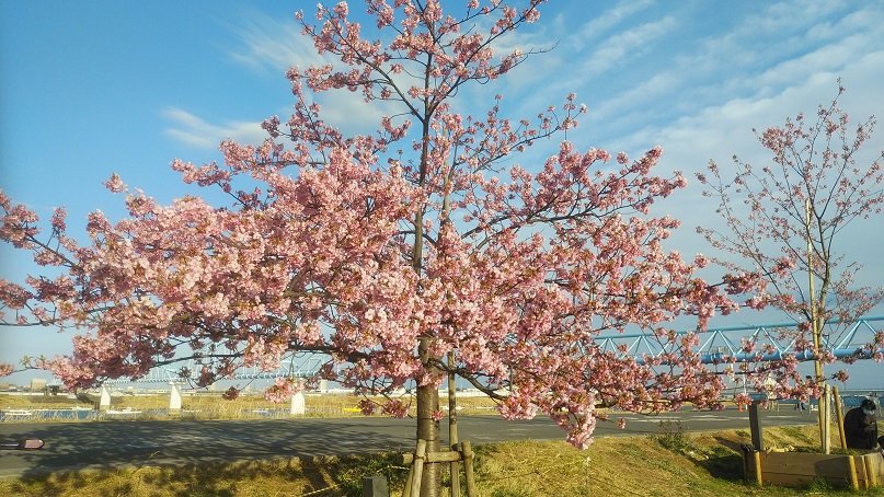 青空と桜🌸