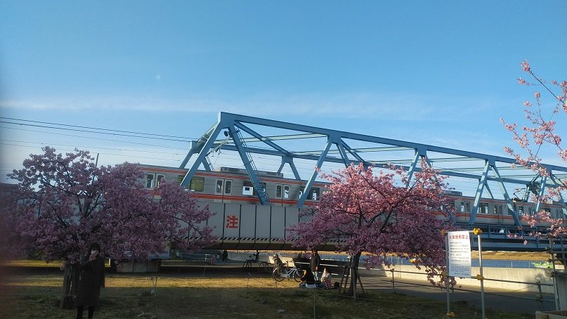 東西線と桜のコラボ！